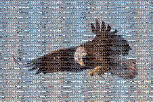 Bald eagle photo mosaic