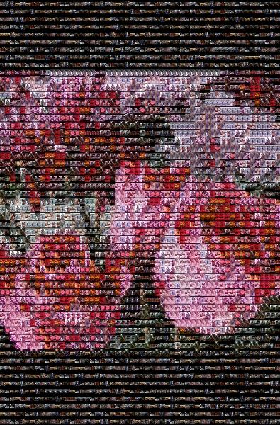 Garden roses photo mosaic