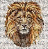 Lion Stock photography Royalty-free Image Clip art Illustration Stock illustration Photograph Vector graphics Portable Network Graphics Face Felidae Big cats Head Wildlife Carnivore Close-up