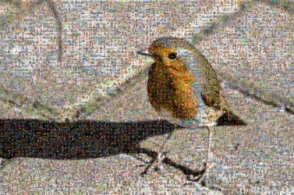 European robin photo mosaic