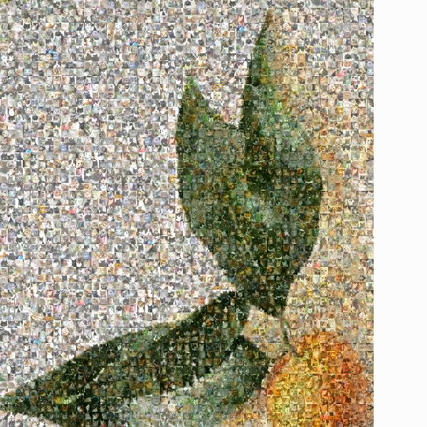 Clementine photo mosaic