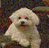 Bichon Frise Bolognese dog Miniature Poodle Maltese dog Havanese dog Toy Poodle Little lion dog Cockapoo Schnoodle Cavachon Mammal Vertebrate Maltepoo Canidae Dog breed Bichon frisé Puppy