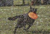Labrador Retriever Australian Kelpie Schipperke Obedience trial Dog breed Mammal Vertebrate Canidae Disc dog Flying disc Carnivore