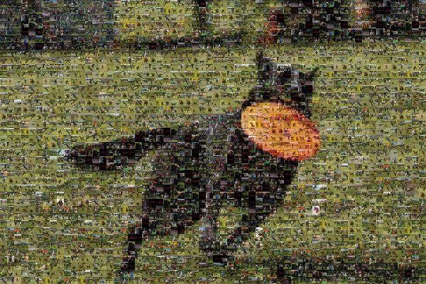 Labrador Retriever photo mosaic