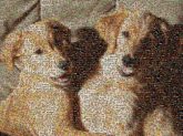 Golden Retriever Nova Scotia Duck Tolling Retriever Dog breed Puppy Companion dog Mammal Vertebrate Canidae Carnivore Snout