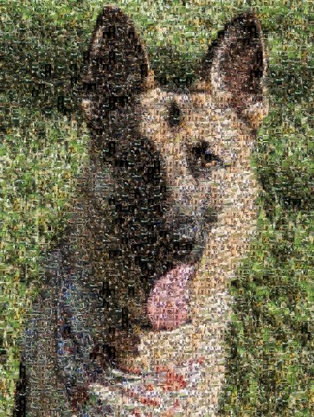 Old German Shepherd Dog photo mosaic