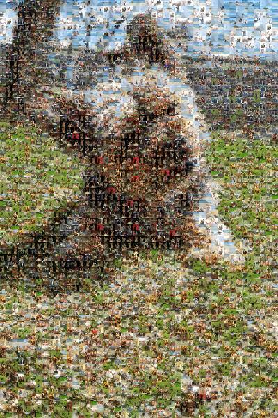 Norwich Terrier photo mosaic