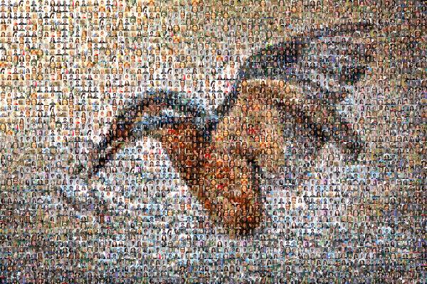Bird photo mosaic