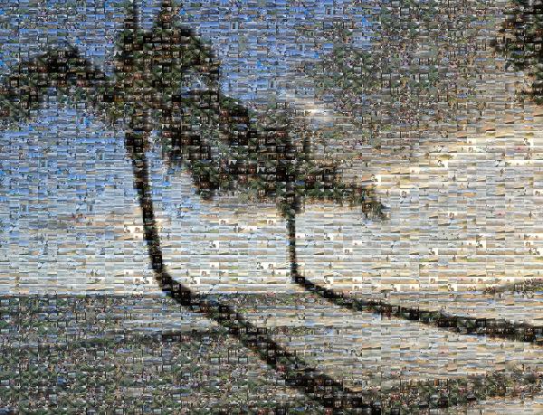 Coconut photo mosaic