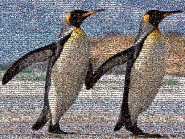 Penguin photo mosaic
