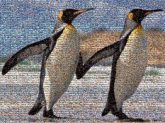 Penguin Desktop Wallpaper Emperor penguin Cuteness Animal Image Bird King penguin 1080p Vertebrate Flightless bird Beak Wildlife Adaptation