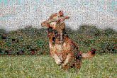 Dog breed Dog breed Border Collie Cavalier King Charles Spaniel Puppy Labrador Retriever American Pit Bull Terrier Rough Collie Stock photography Dog agility Lure coursing Mammal Vertebrate Canidae Carnivore Grassland Meadow Hunting dog