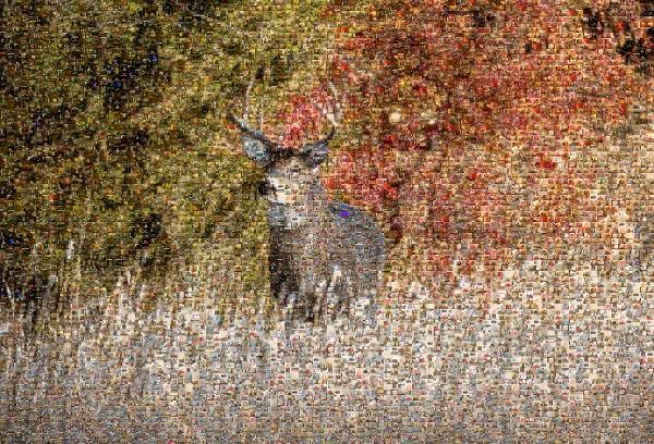 Deer photo mosaic