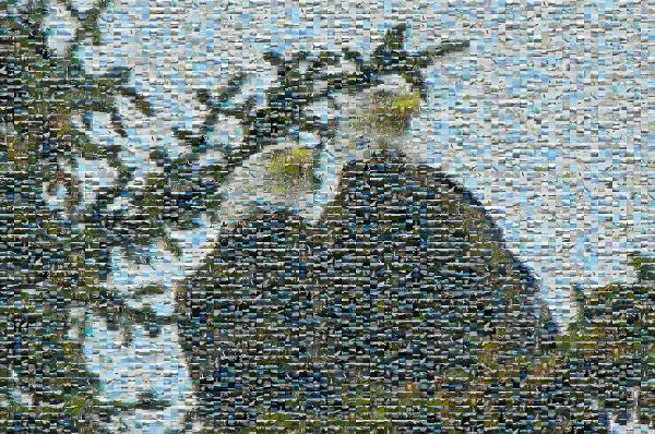 Bald eagle photo mosaic