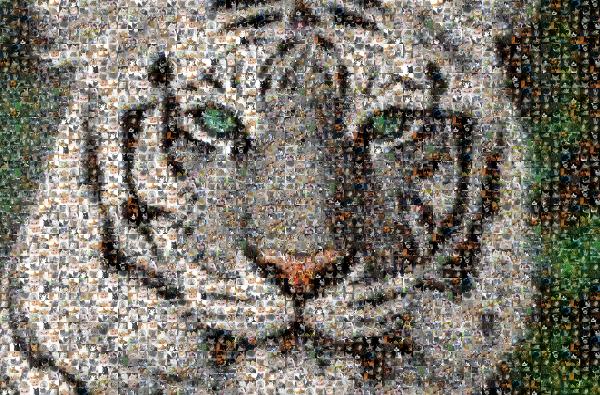 White tiger photo mosaic
