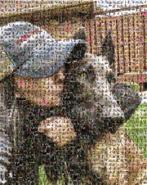 Dog photo mosaic