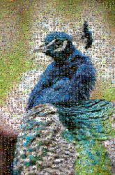 Peafowl Bird Beak Feather Passerine Parrot Emu Blue-and-yellow macaw Macaw Indian peafowl Vertebrate Galliformes Phasianidae Wildlife