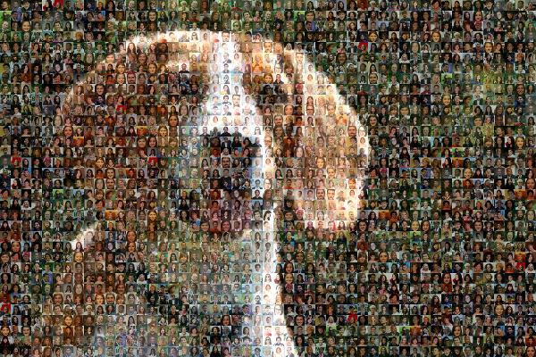 Beagle photo mosaic