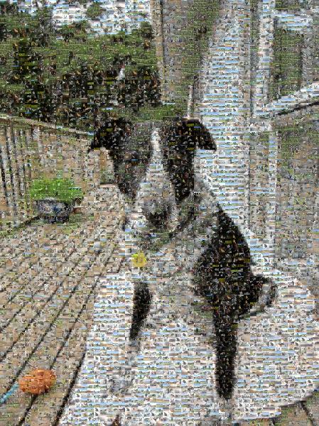 Dog photo mosaic