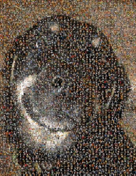 Labrador Retriever photo mosaic
