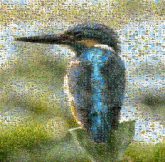 Fauna Bird Beak Green heron Coraciiformes Wildlife Roller Close-up Organism Feather Cuculiformes