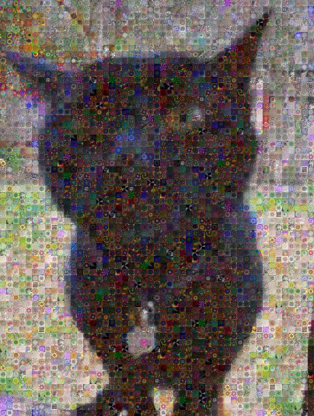 Cat photo mosaic