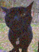Korat Mumbai Whiskers Domestic short-haired cat Black cat Small to medium-sized cats Felidae Bombay Snout Carnivore Grass