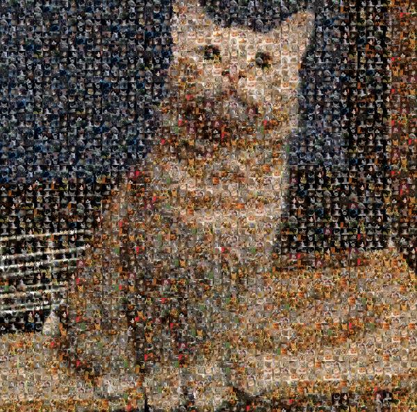 American Shorthair photo mosaic