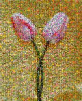Flower Flower Tulip Petal Bud Pink Yellow Plant Still life Botany Plant stem