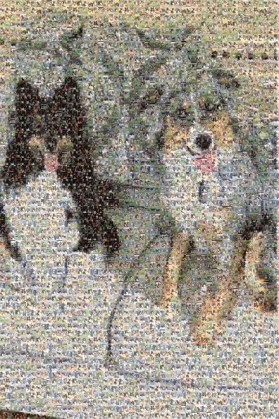Miniature American Shepherd photo mosaic