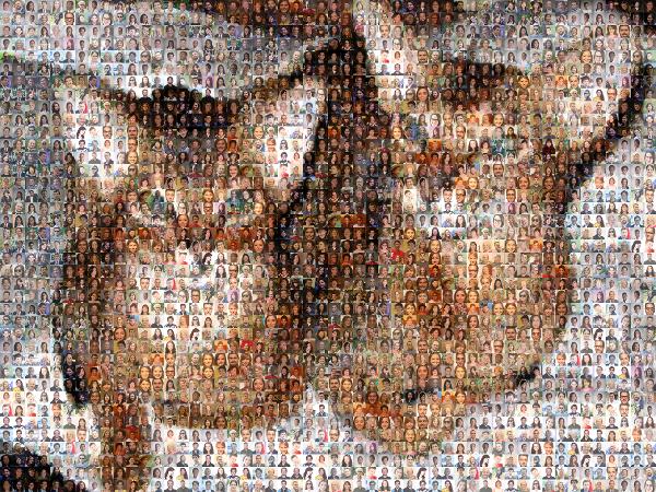 Abyssinian cat photo mosaic