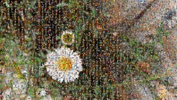 Chamomile photo mosaic
