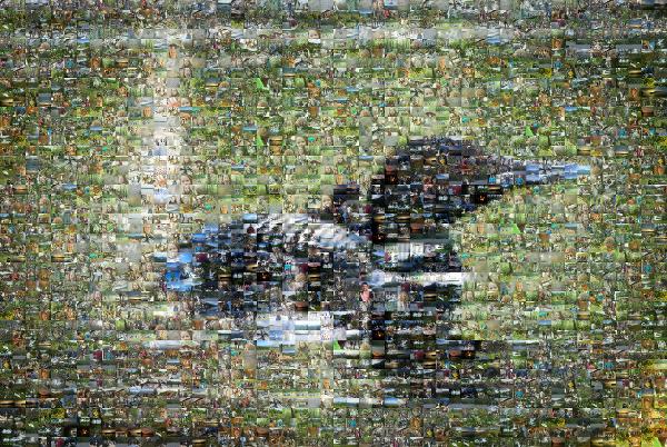 Loon photo mosaic