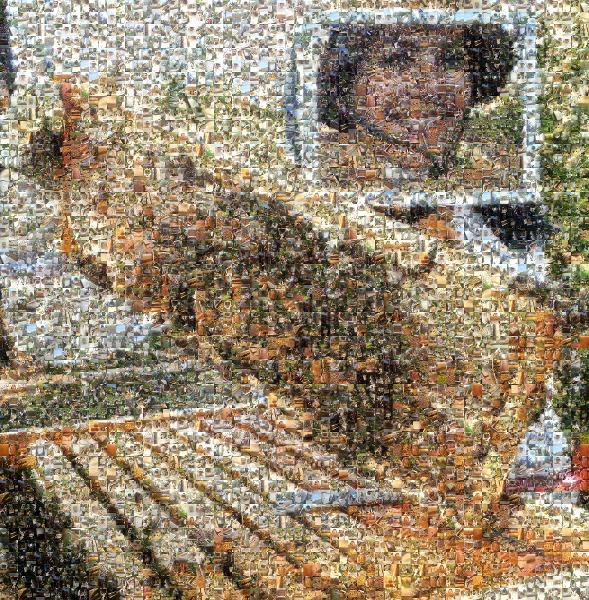 Bee photo mosaic