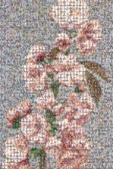 Some Japanese Flowers Some Japanese Flowers Collotype Iris Kæmpferi Photography Hand-colouring of photographs Photograph Japanese art Image Flower Stock photography Flowering plant Pink Petal Cut flowers Botany Blossom Floral design Peony