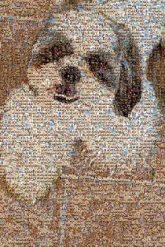 Shih Tzu Shih Tzu Lhasa Apso Maltese Shih Tzu Pekapoo Bolonka Little lion dog Tibetan Terrier Morkie Havanese Yorkipoo Vertebrate Carnivores Puppy Working animal Snout Fur Terrestrial animal Toy dog