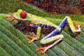 Red-eyed tree frog Red-eyed tree frog Frogs Ranoidea chloris Wallace