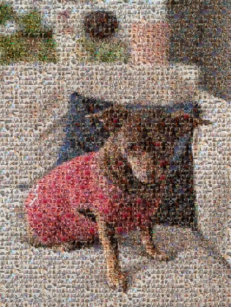 Chihuahua photo mosaic
