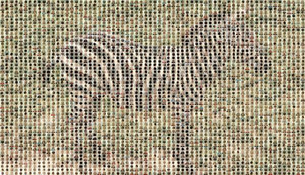 Zebra photo mosaic
