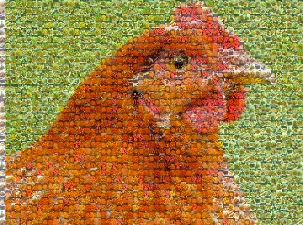 The Backyard Field Guide to Chickens: Chicken Breeds for Your Home Flock photo mosaic