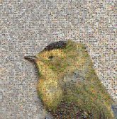 Bird Finches Birds Beak Yellow Songbird Atlantic canary Yellow breasted Chat Perching bird goldfinch Hooded Warbler