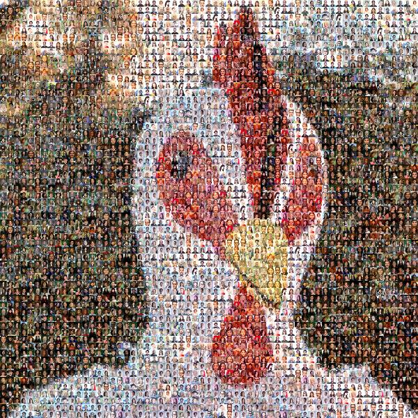 Birds photo mosaic