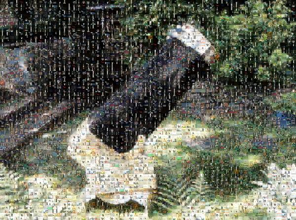 M-tree photo mosaic