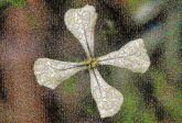 Plant Plant stem Flower Petal Leaf Flowering plant Wildflower Morning glory family Twig