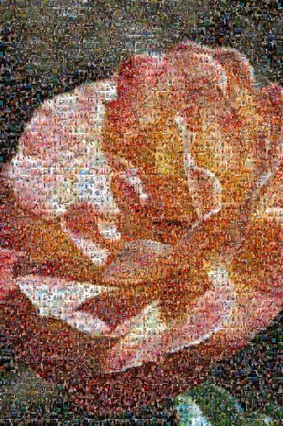 Rose photo mosaic