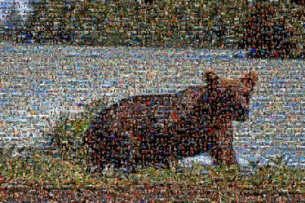 Grizzly bear photo mosaic