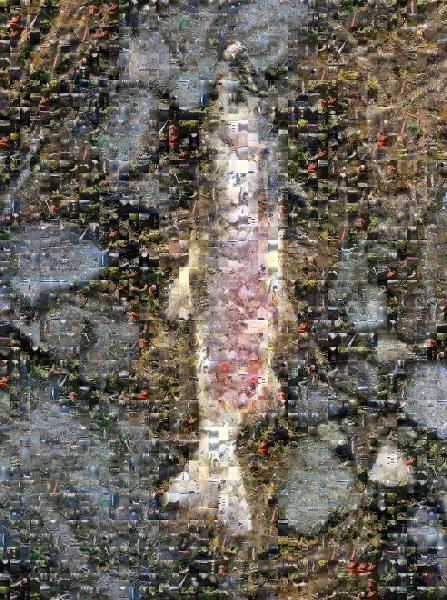 Fish photo mosaic