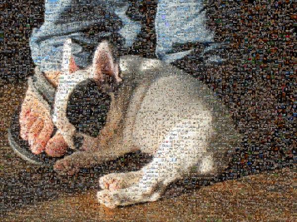 French Bulldog photo mosaic