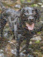 Flat-coated Retriever Flat-coated Retriever Labrador Retriever Borador Dog breed Canidae Mammal Snout Hunting dog Retriever Water Carnivore Companion dog Gun dog Whiskers Grass Plant