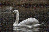 Duck Goose Birds Beak Water bird Pond Vertebrate Neck Lake Body of water Sunlight Atmospheric phenomenon Feather